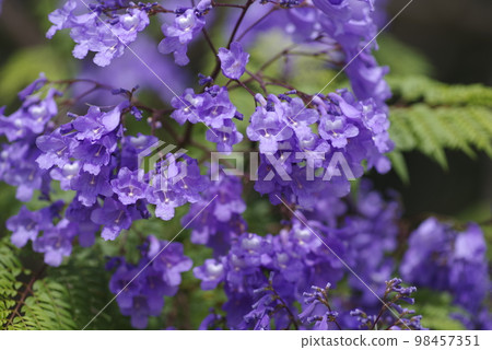 藍花楹樹開著藍紫色的花朵。學名是藍花楹。 98457351