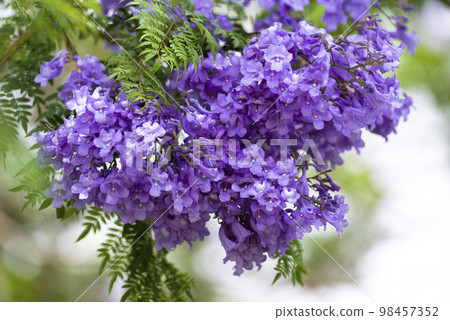 Jacaranda trees are blooming blue-purple flowers. The scientific name is Jacaranda. 98457352