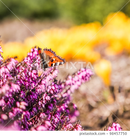 Butterfly on pink Erica Carnea flowers, Winter Hit, in early spring Butterfly on pink Erica Carnea flowers, Winter Hit, in early spring 98457750