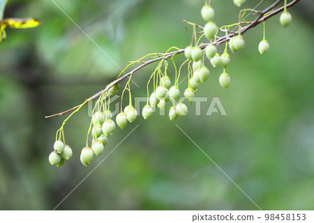 Styrax japonicum Styrax japonicum 98458153