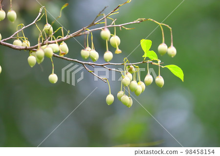 Styrax japonicum Styrax japonicum 98458154