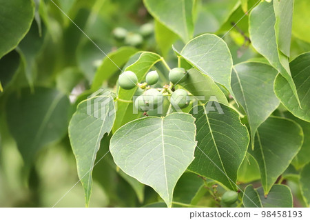 Nanjing Yellow Hazel Fruit Nanjing Yellow Hazel Fruit 98458193