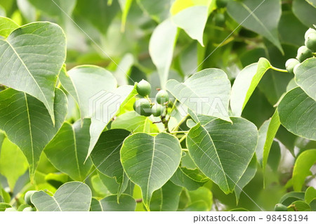 Nanjing Yellow Hazel Fruit Nanjing Yellow Hazel Fruit 98458194