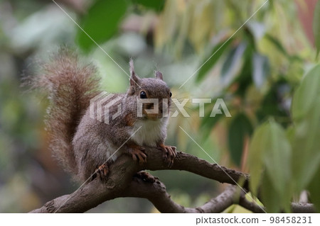Japanese squirrel seen from the tree Japanese squirrel seen from the tree 98458231