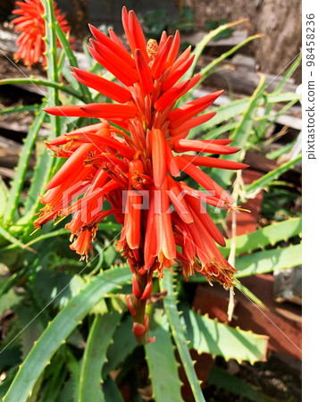 盛開的蘆薈花1 98458236