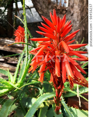 盛開的蘆薈花2 盛開的蘆薈花2 98458237