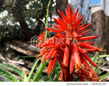 Aloe flower in full bloom 4 98458240