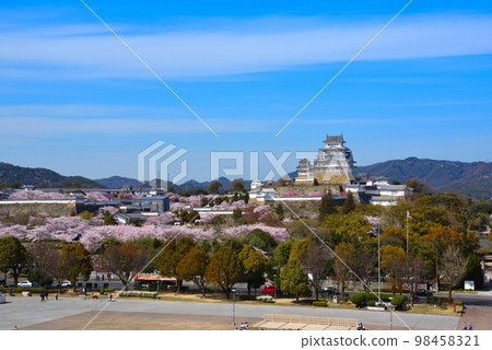 Cherry blossoms in full bloom and Himeji Castle against the blue sky 98458321
