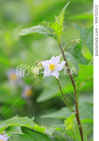 邪惡的茄子 (Warunasubi) 花盛開 98458322