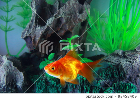 五顏六色的金魚 (Ryukin/Ryukin) 2 五顏六色的金魚 (Ryukin/Ryukin) 2 98458409