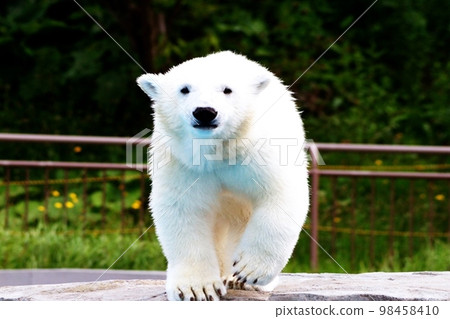 札幌丸山動物園的可愛北極熊 98458410