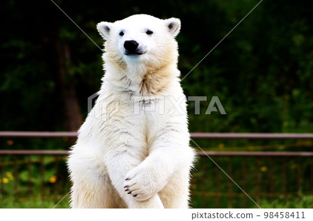 札幌丸山動物園的可愛北極熊 98458411
