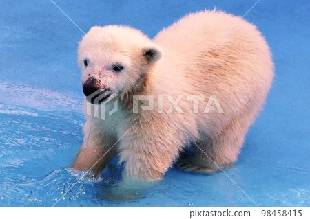 札幌丸山動物園的可愛北極熊 98458415