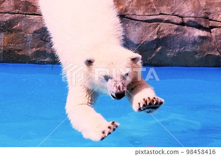 札幌丸山動物園的可愛北極熊 札幌丸山動物園的可愛北極熊 98458416