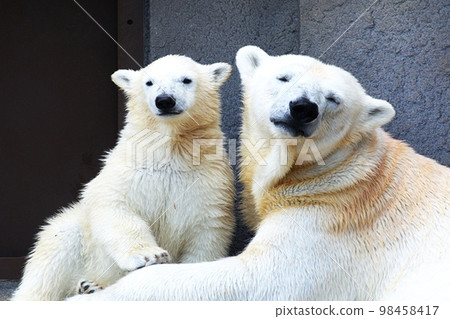 札幌丸山動物園的可愛北極熊 98458417
