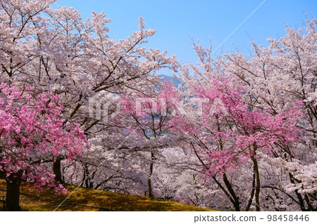 Cherry blossoms in full bloom at Togurajuku Kitty Park Cherry blossoms in full bloom at Togurajuku Kitty Park 98458446