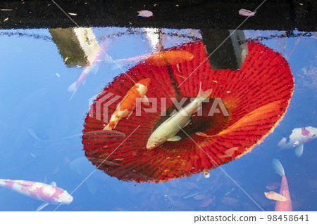 Scenery of vivid Nishikigoi swimming in a pond with red Karakasa reflected on the deep blue surface of the water Scenery of vivid Nishikigoi swimming in a pond with red Karakasa reflected on the deep blue surface of the water 98458641