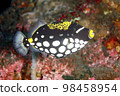 Clown Triggerfish, Balistoides conspicillum 98458954