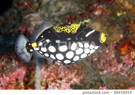 Clown Triggerfish, Balistoides conspicillum 98458954