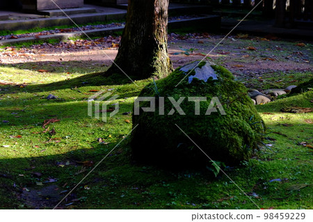 Mossy rocks in the precincts of Okamoto Shrine and Otaki Shrine Mossy rocks in the precincts of Okamoto Shrine and Otaki Shrine 98459229