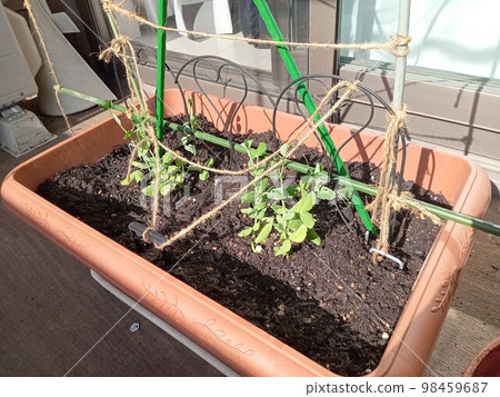 Snack peas in a planter in the veranda kitchen garden Snack peas in a planter in the veranda kitchen garden 98459687