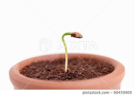 從種子發芽種植的松樹盆景 98459909