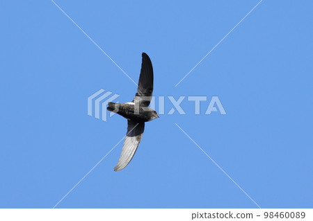 Himematsu Swift flying in the blue sky 98460089