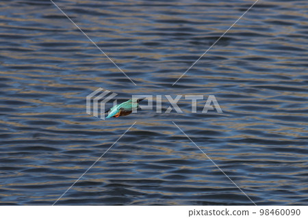 Kingfisher flying over patterned river surface 98460090