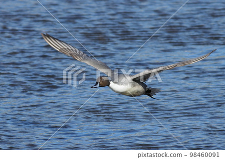 Pintails flying over the water surface of the river 98460091