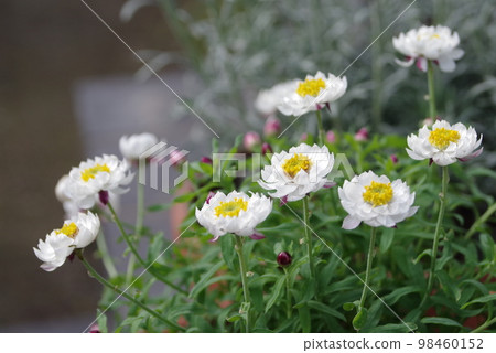 Flower cane 98460152
