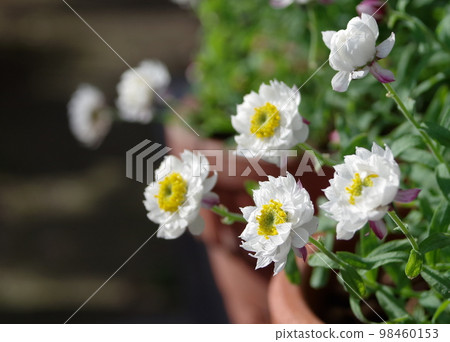 Flower cane 98460153