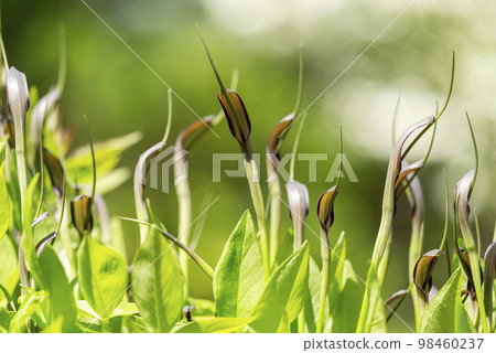 Karasubishaku Takino Suzuran Hillside National Park 98460237