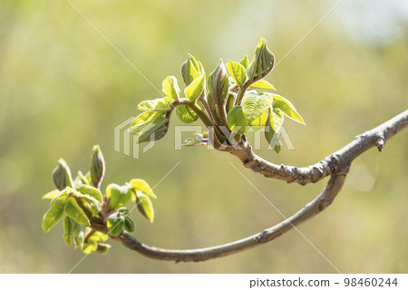 日本核桃芽札幌 日本核桃芽札幌 98460244