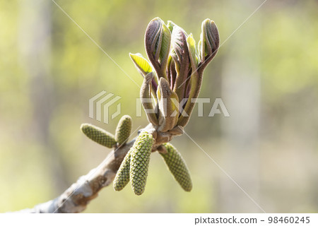 日本核桃芽札幌 日本核桃芽札幌 98460245