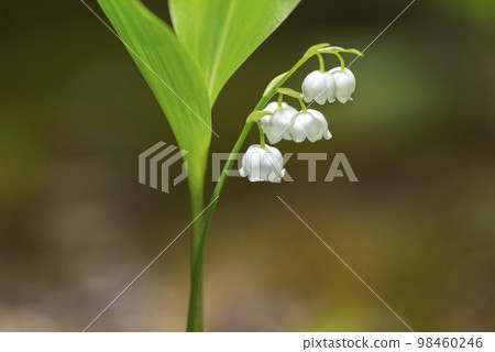 鈴蘭瀧野鈴蘭丘陵公園 鈴蘭瀧野鈴蘭丘陵公園 98460246