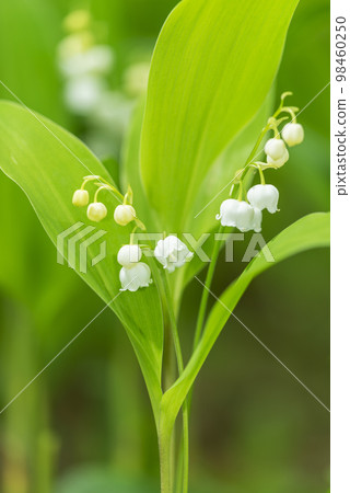 Suzuran Takino Suzuran Hillside National Park Suzuran Takino Suzuran Hillside National Park 98460250