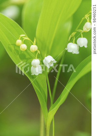 Suzuran Takino Suzuran Hillside National Park Suzuran Takino Suzuran Hillside National Park 98460251