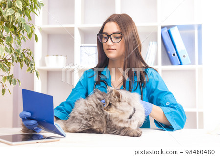 female doctor examines a gray cat in a veterinary clinic. medicine for pets female doctor examines a gray cat in a veterinary clinic. medicine for pets 98460480