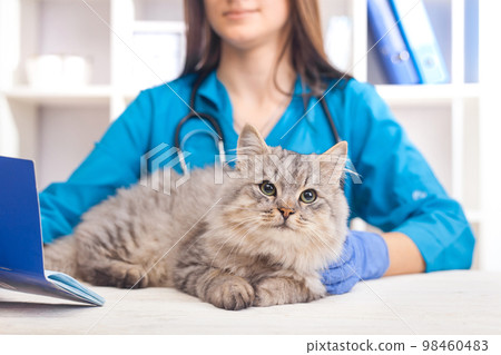 female doctor examines a gray cat in a veterinary clinic. medicine for pets female doctor examines a gray cat in a veterinary clinic. medicine for pets 98460483