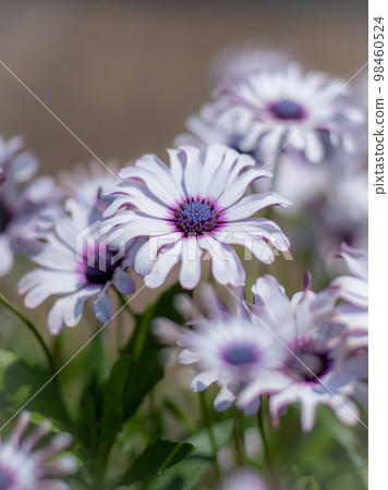 Osteospermum 陽光菲利普 Osteospermum 陽光菲利普 98460524