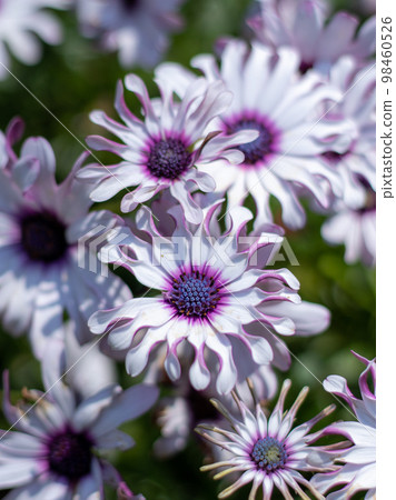 Osteospermum 陽光菲利普 Osteospermum 陽光菲利普 98460526