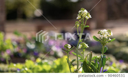 白色的油菜花和五顏六色的球散景 白色的油菜花和五顏六色的球散景 98460531