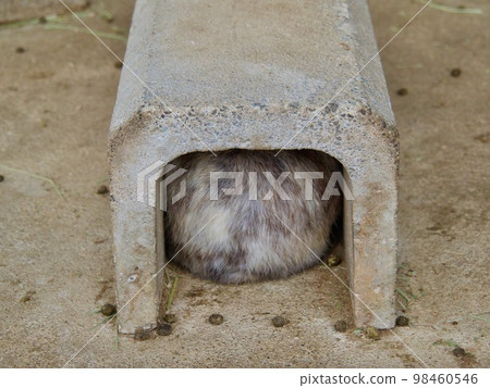 rabbit butt 98460546