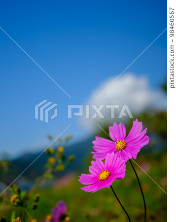 Image of clear autumn sky and cosmos in full bloom 98460567