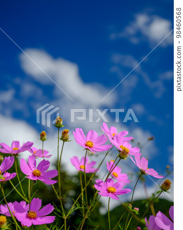 Image of clear autumn sky and cosmos in full bloom 98460568