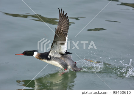 A male sea mermaid trying to jump off the surface of the water A male sea mermaid trying to jump off the surface of the water 98460610