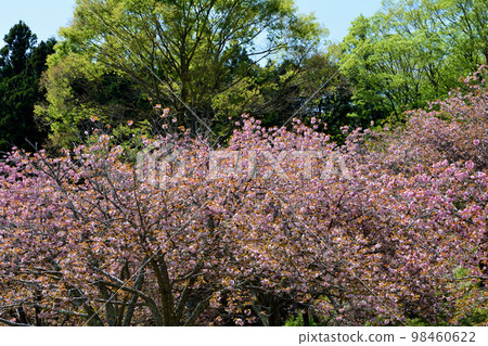 安之之裡公園 2022-4-23 #80 98460622