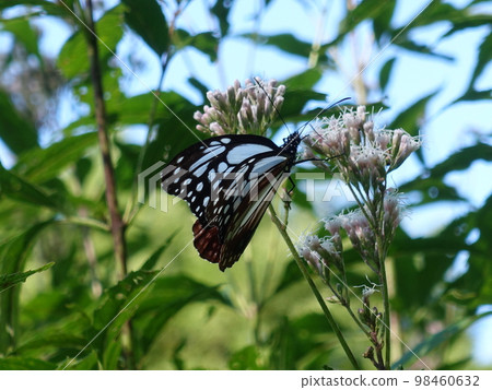 板栗虎蝴蝶蝴蝶 98460632