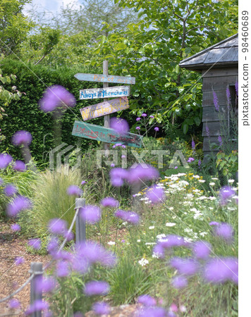 Herb garden with blooming verbena 98460689