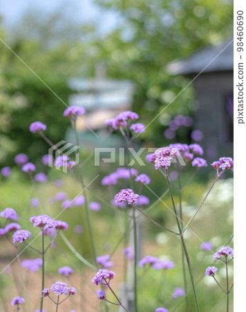 Herb garden with blooming verbena 98460690